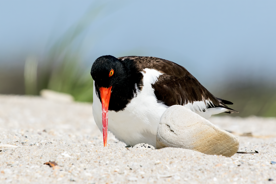 American Oystercatcher &mdash; South Fork, Long Island